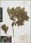 Foto von Salix myrsinifolia subsp. borealis (Fr.) Hyl.